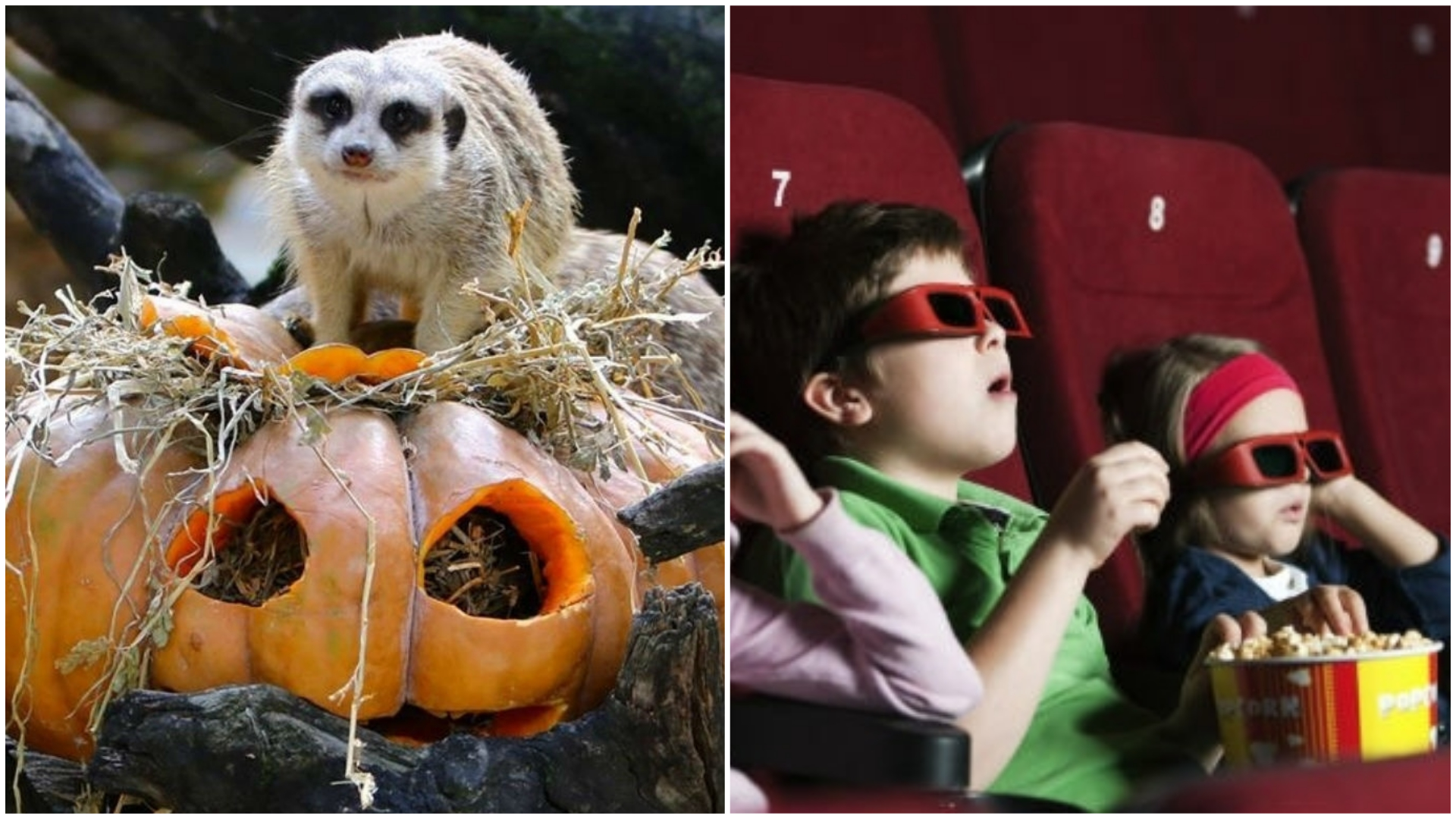 Halloween no Jardim Zoológico ou no cinema. Ideias para os miúdos no fim de semana prolongado