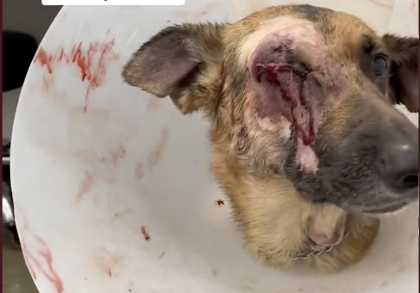 Cão atira-se a um coiote que estava a atacar o dono e perde um olho (mas salvou o homem)