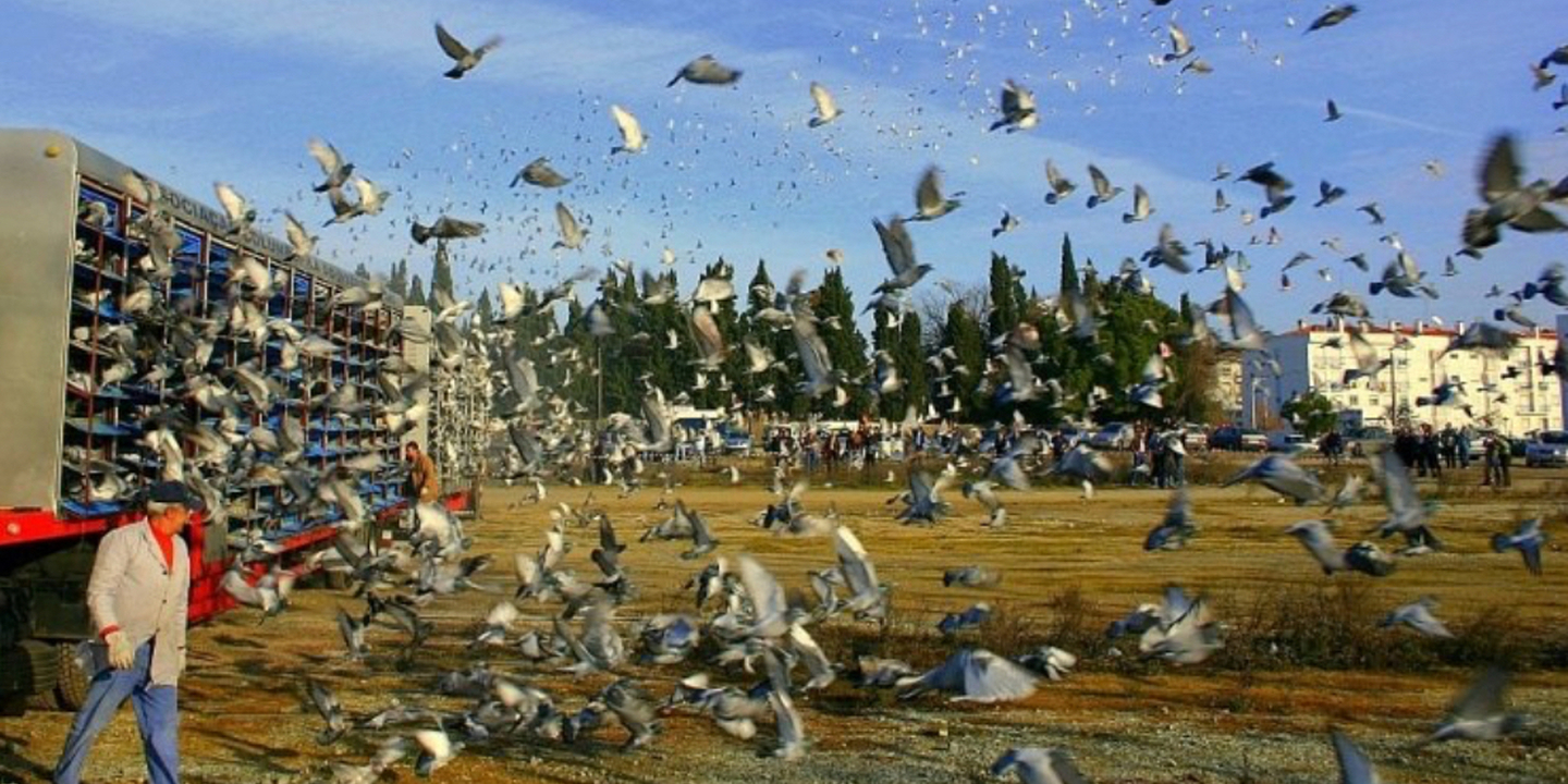 Columbofilia: 'maratona' europeia com 50 mil pombos - Modalidades