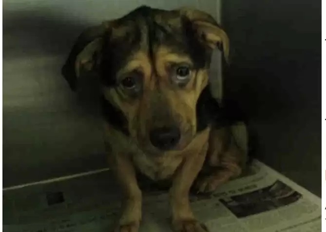 Cão com o olhar mais triste de sempre foi adotado. E o amor transformou-o — veja como ficou