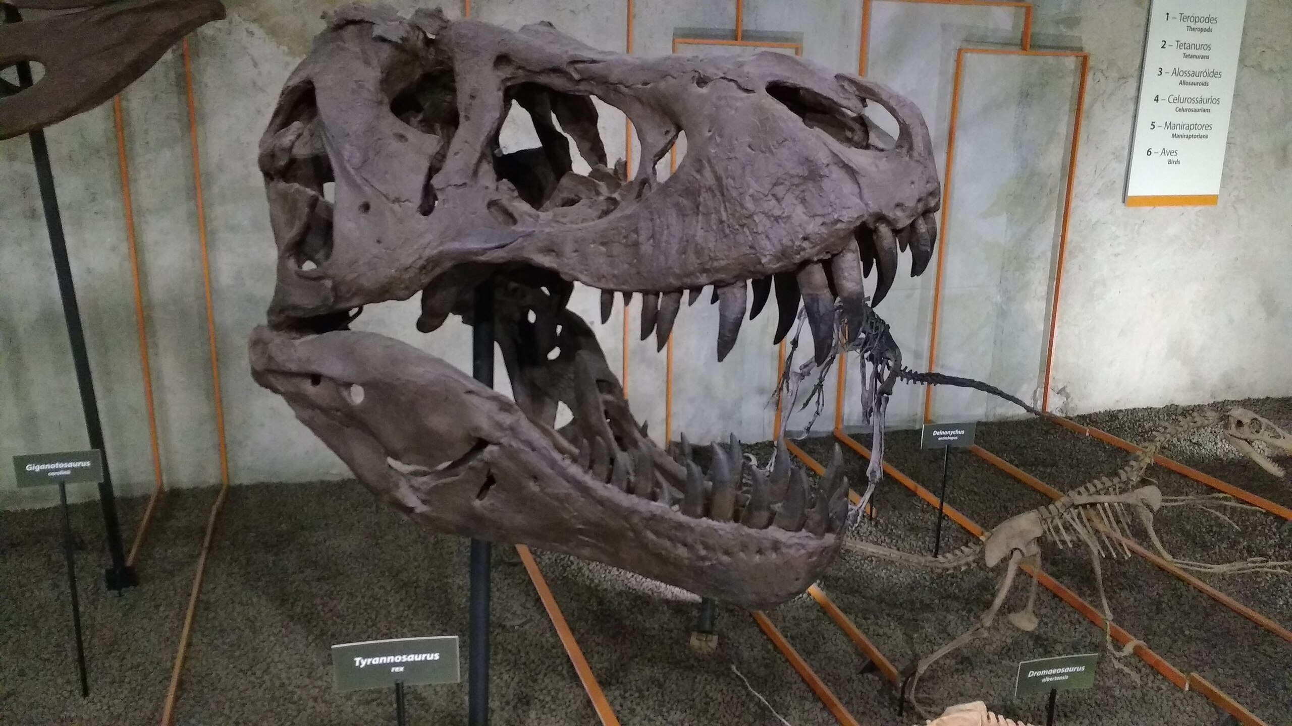 IA na Paleontologia: Machine Learning traz novos avanços na classificação de dentes de dinossauros