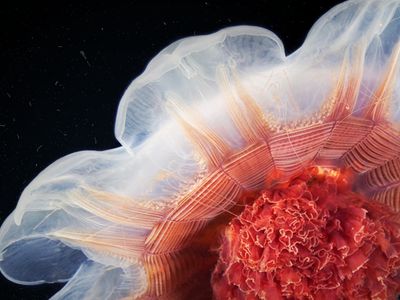 Há um mar de água doce abaixo dos oceanos