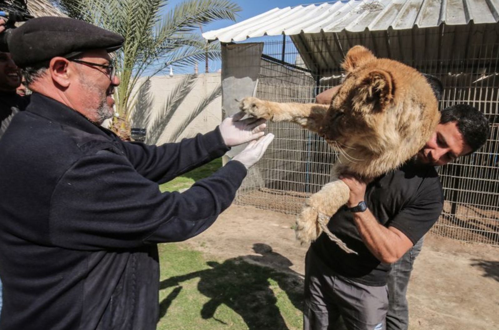 Jardim Zoológico amputa garras de uma leoa para os visitantes brincarem com ela