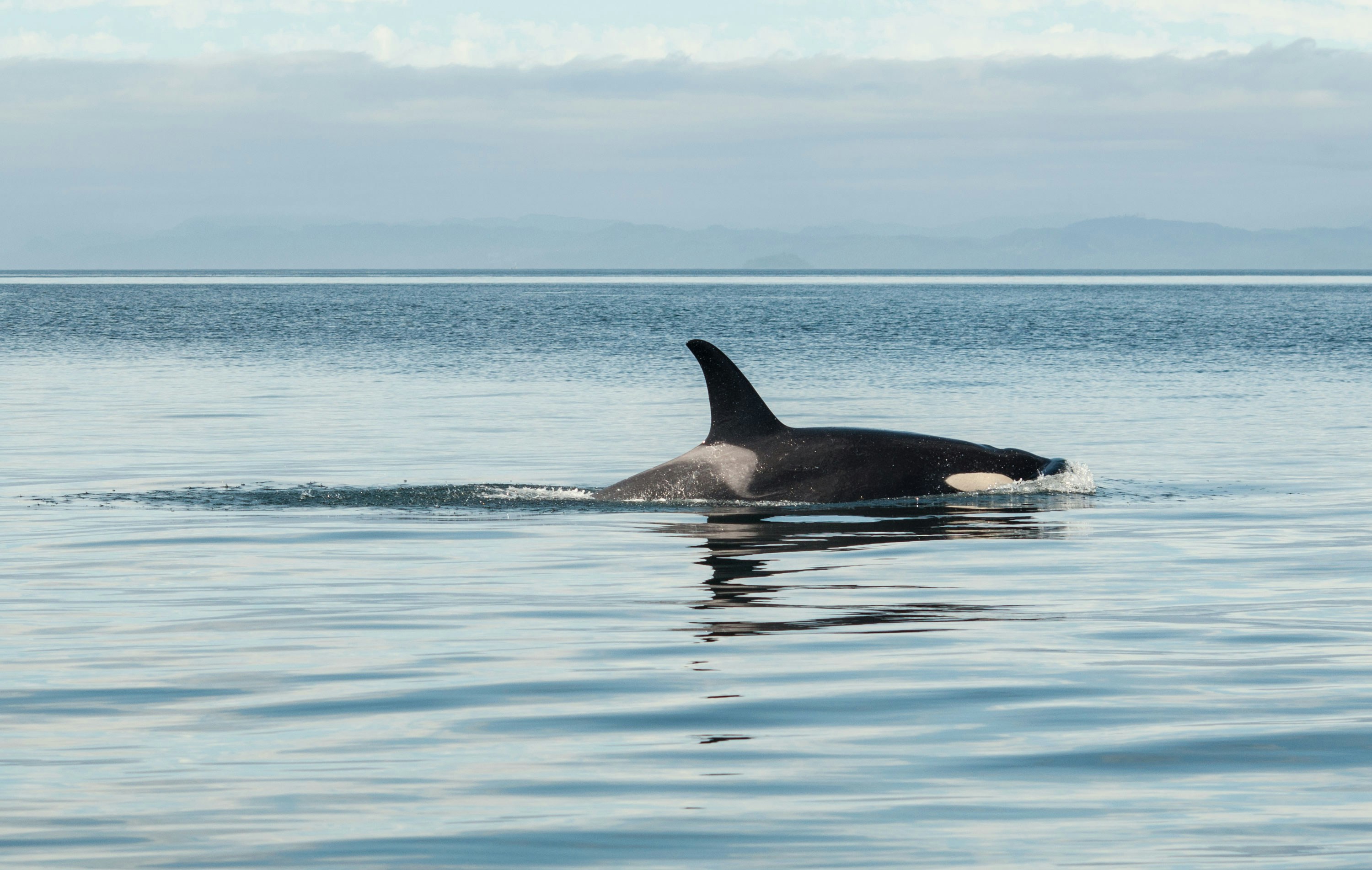 Ataque de orca na Costa de Caparica levou veleiro a afundar. O vídeo é impressionante