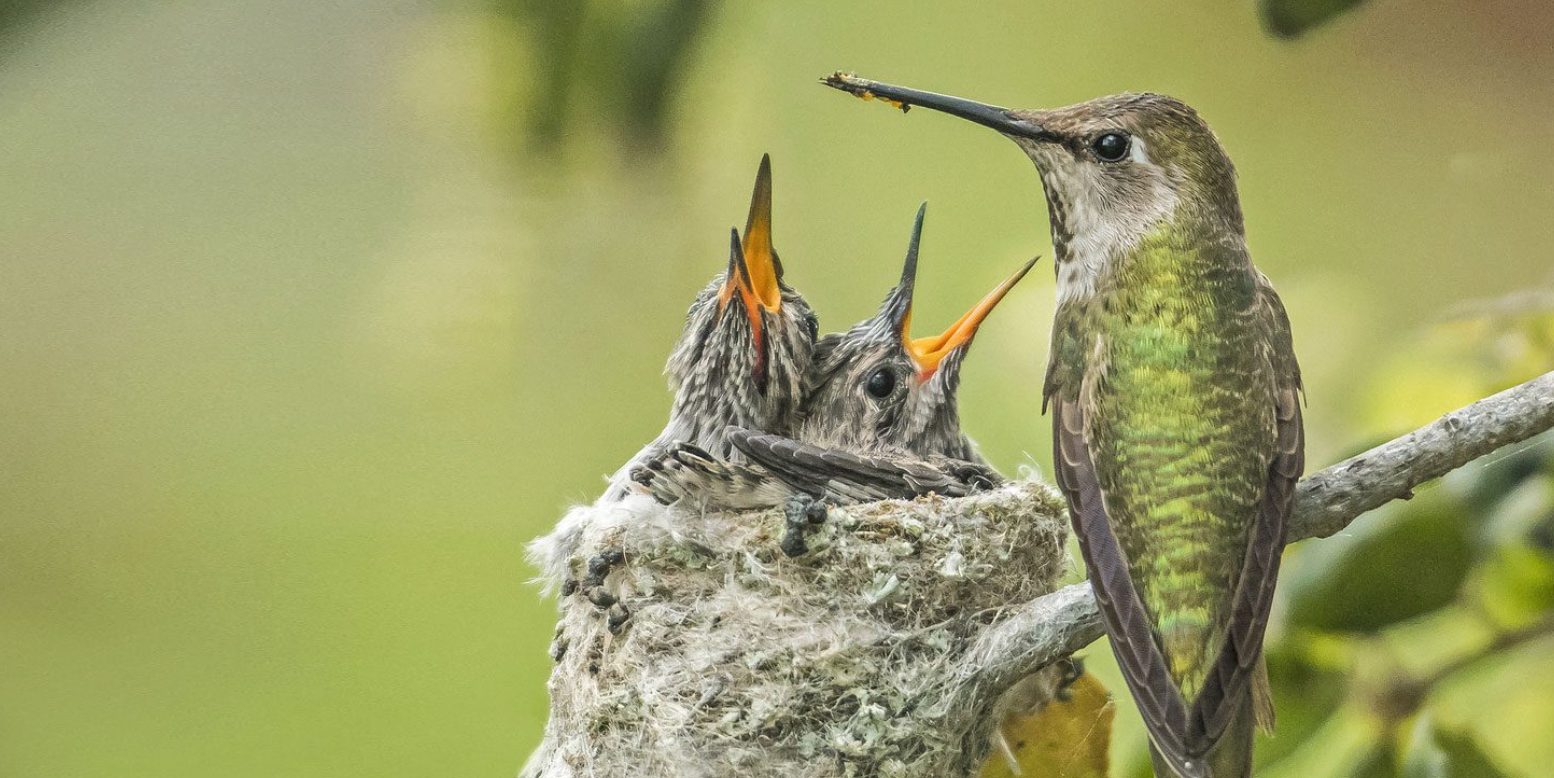 Mais de 10 mil espécies de pássaros identificados com a app Merlin e desafios todos os dias