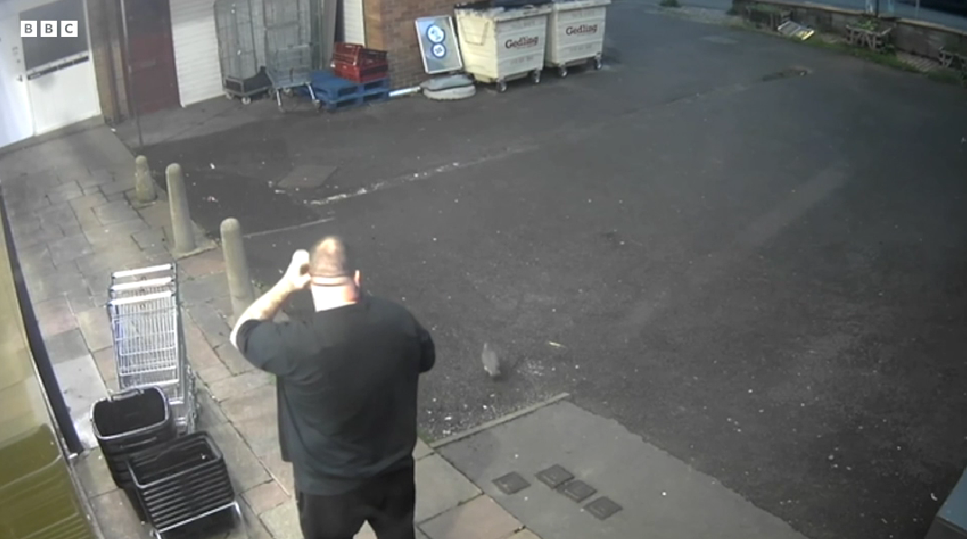 Este é o vídeo mais hilariante que vai ver hoje (e tem como protagonista a ave das migalhas)