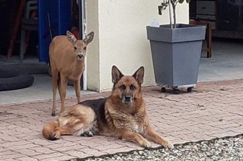 Cadela fez amizade com uma corça que entrou na casa da família. E protegeu-a para não a levarem