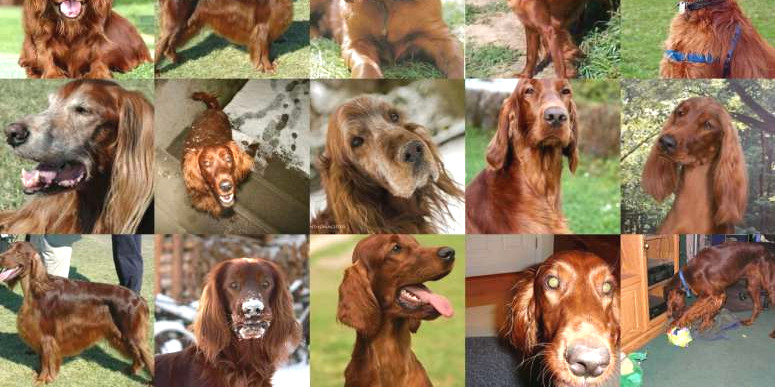 Viajar sem restrições. 68% dos portugueses quer o passaporte de imunidade