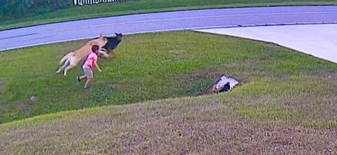 Cão salva menino de seis anos após outro cão tentar atacá-lo. Veja o vídeo emocionante