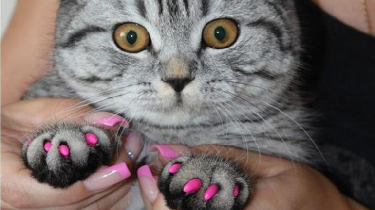 Unhas postiças para gatos usadas para impedir arranhões. Vale a pena?