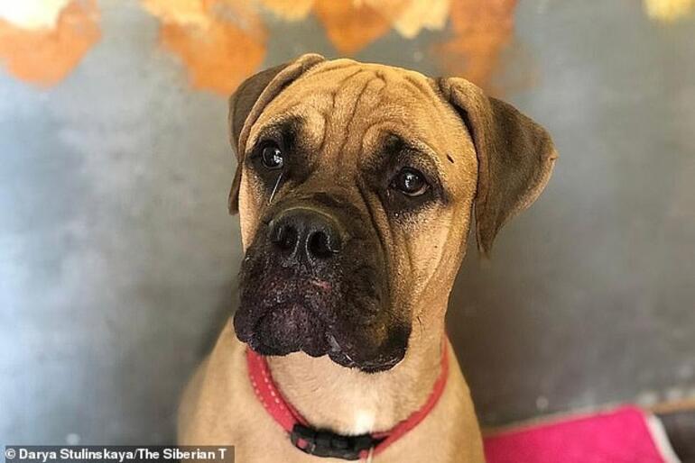 Cão anda mais de 200 quilómetros para encontrar a dona que o rejeitou