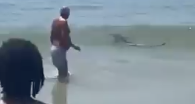 Tubarão-azul avistado em praia de Espinho chegou perto do areal. Veja o vídeo