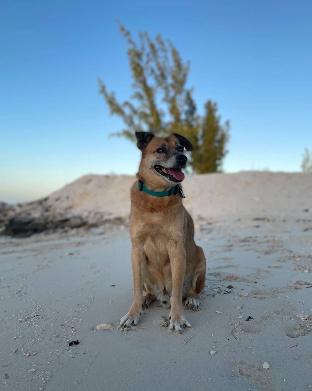 Cão cego e surdo faz sucesso na Internet ao encaminhar os hóspedes de um alojamento turístico para a praia