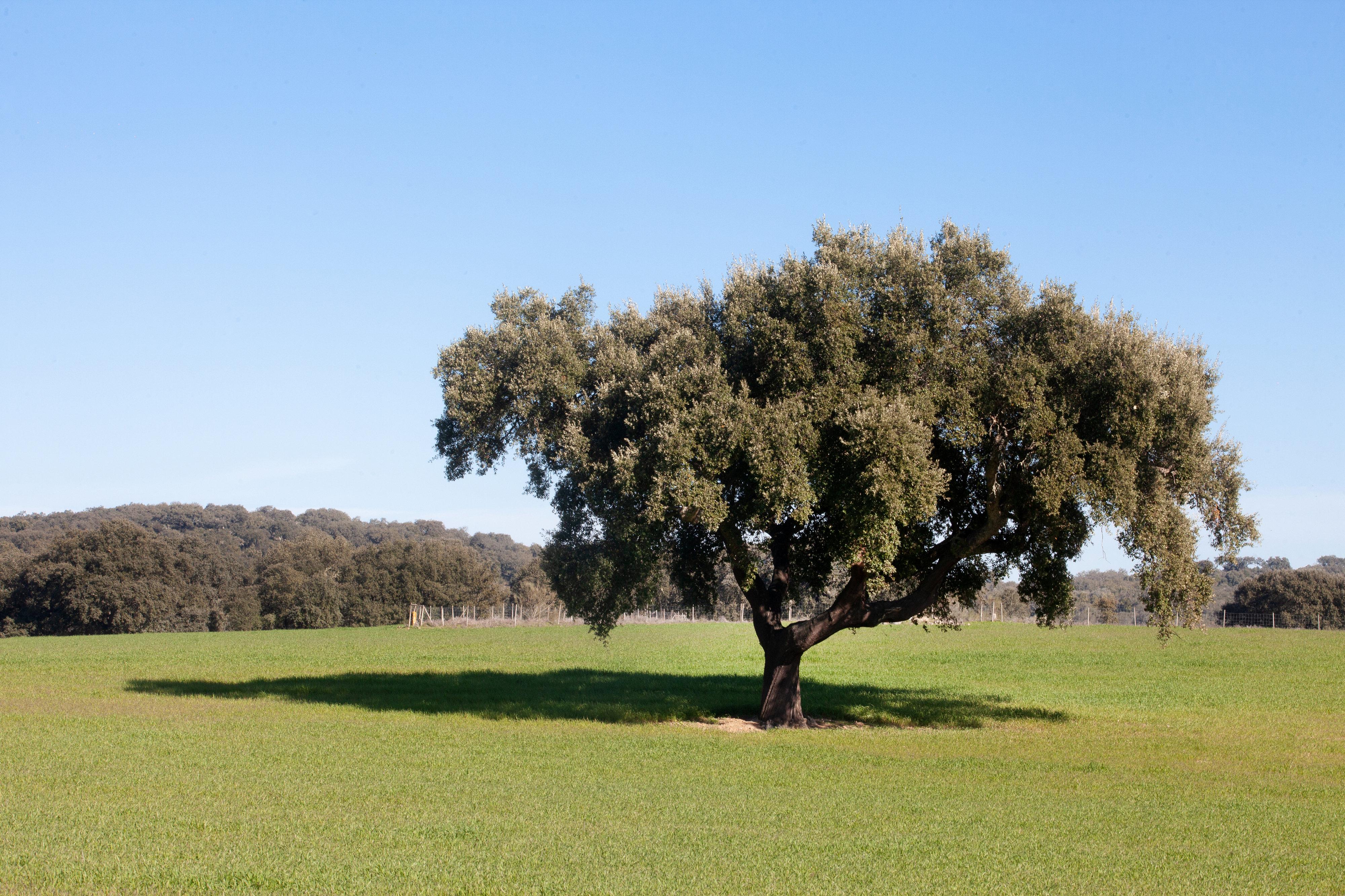 Meditar, caminhar, dormir. O Monte do Almo convida a refletir no Alentejo (com atividades gratuitas)