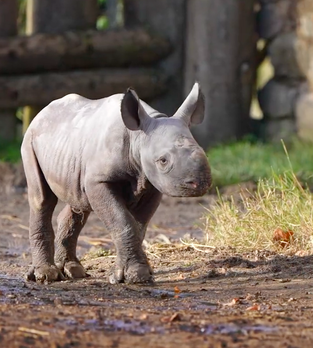 Rinoceronte em vias de extinção nasce em zoo. Veja o vídeo do momento