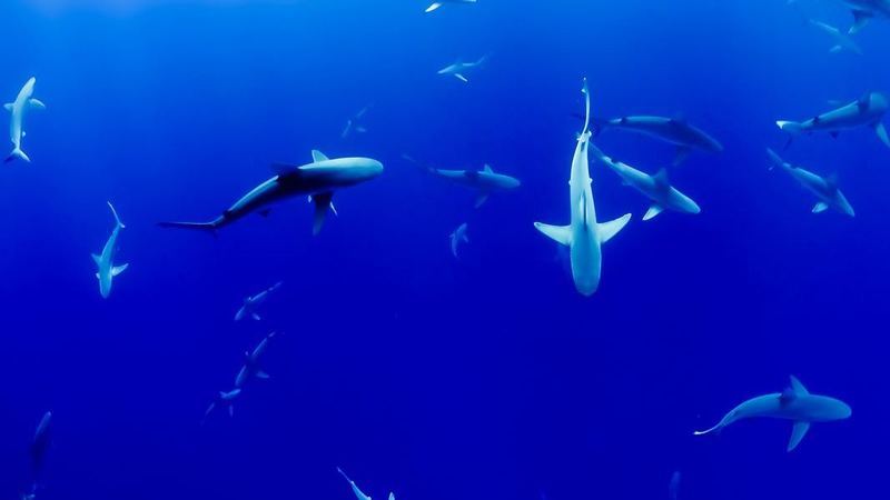 Gosta de umas férias com uma pitada de adrenalina? Destinos onde pode nadar com tubarões