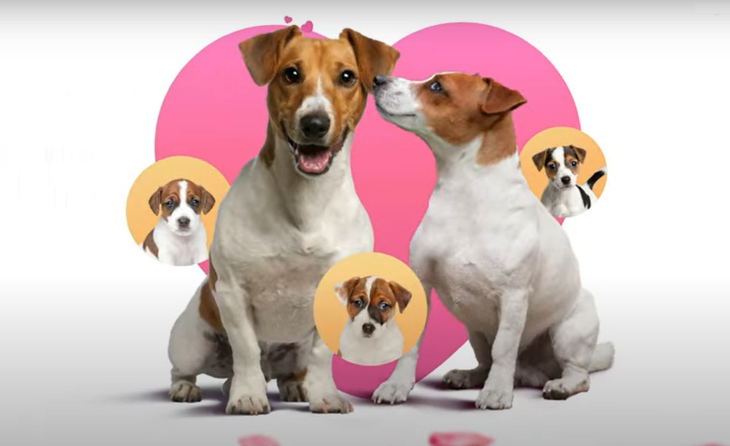 Pegada é uma espécie de Tinder versão “quatro patas” para juntar cachorros em matches perfeitos