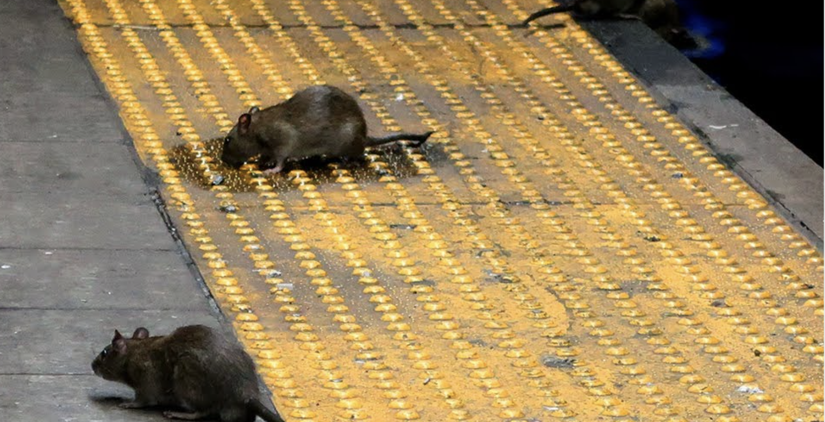 Especialista alerta para infestação de ratos gigantes no inverno. “As pessoas não têm noção”