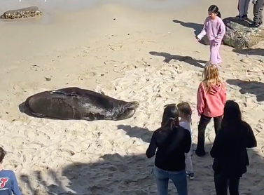 Mãe fica a ver filha a atirar pedras a um leão-marinho. Segurança expulsou-a e foi aplaudido — veja o vídeo