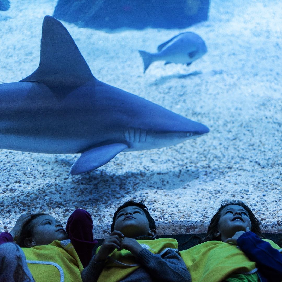 Quiz, bingo ou teleférico. O Oceanário de Lisboa é o spot perfeito para os miúdos passarem o Carnaval
