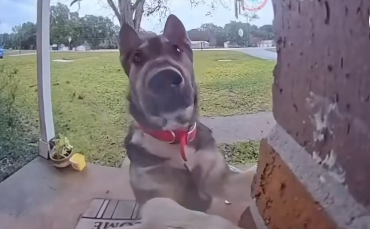 Não vai acreditar em como este cão toca à campainha para chamar o amigo. Veja o vídeo