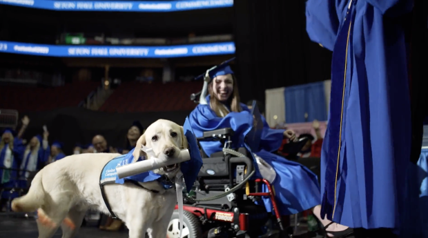 Cão que ajudou universitária inválida e assistiu às aulas recebeu diploma de licenciatura — veja o vídeo