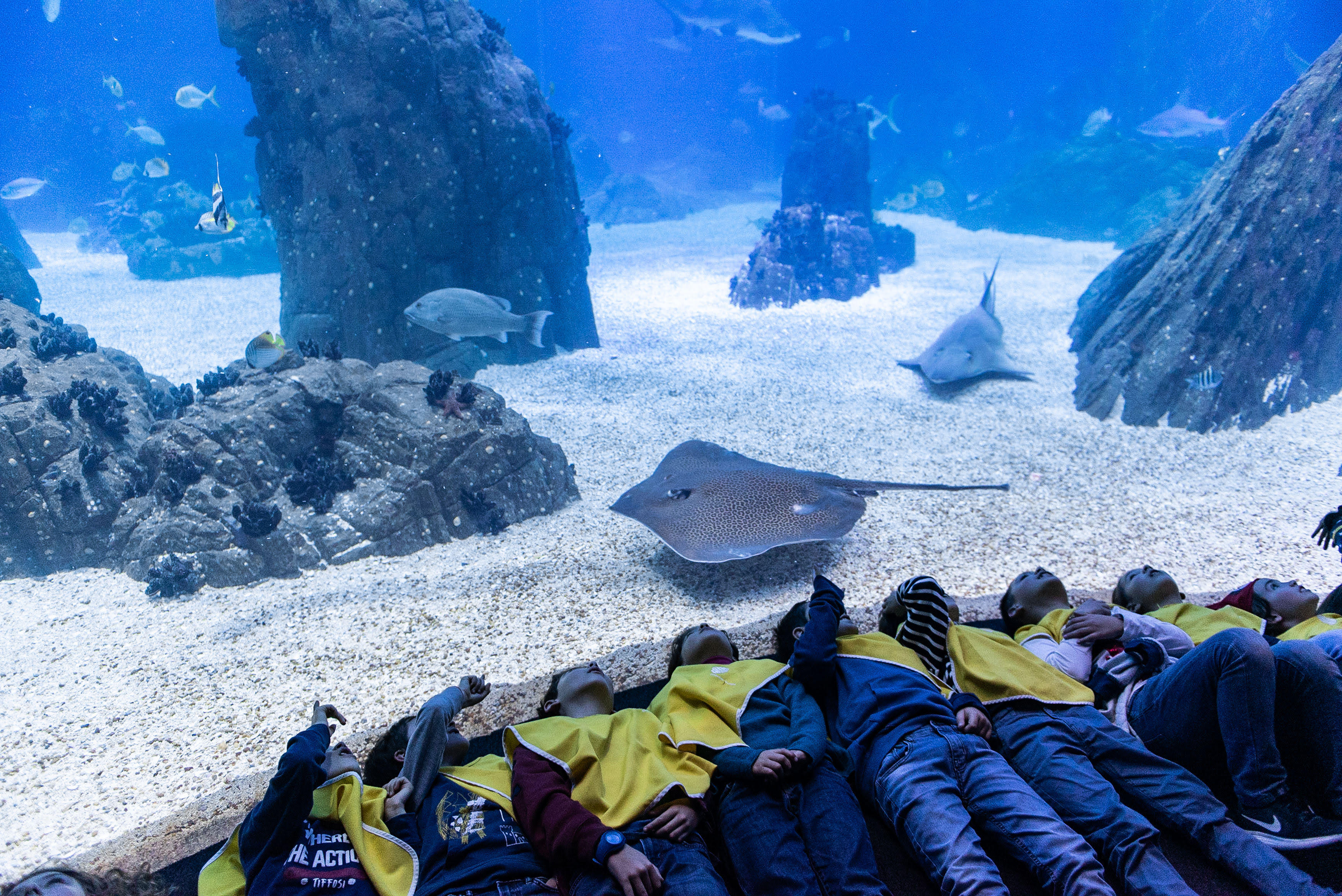 Pinturas faciais, atividades náuticas e jogar bingo. A colónia de férias do Oceanário de Lisboa já abriu