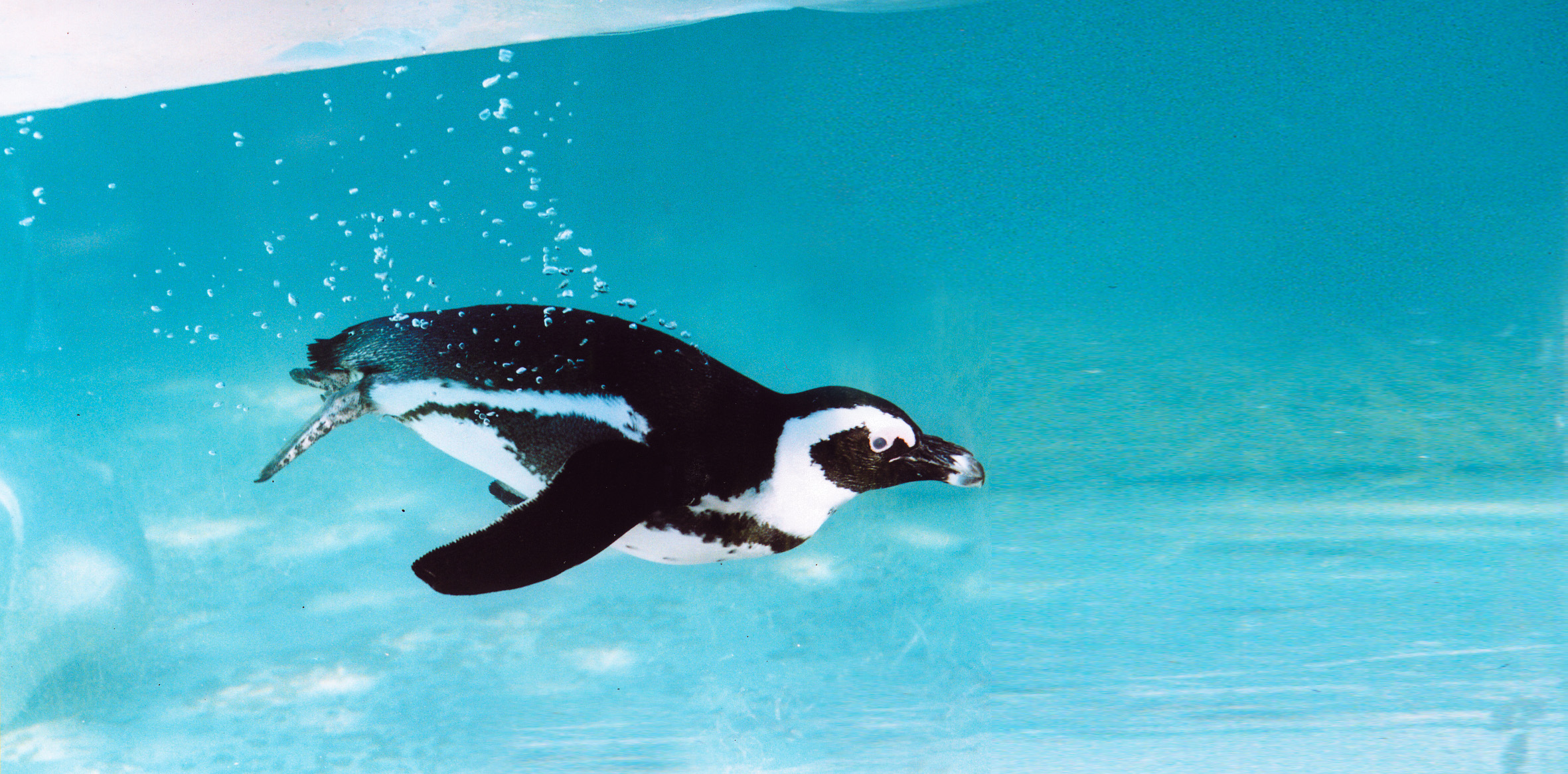 Comida aos pinguins ou falar com um apicultor. Zoo de Lisboa tem as atividades ideais para fazer com os miúdos
