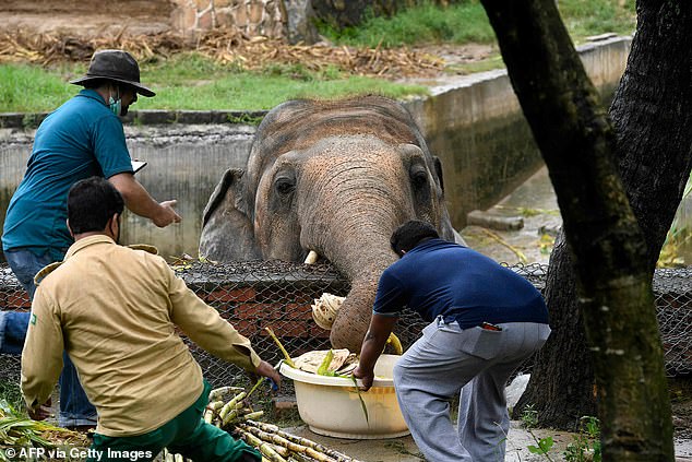 O elefante mais solitário do mundo obrigado a viver num espaço minúsculo foi finalmente resgatado