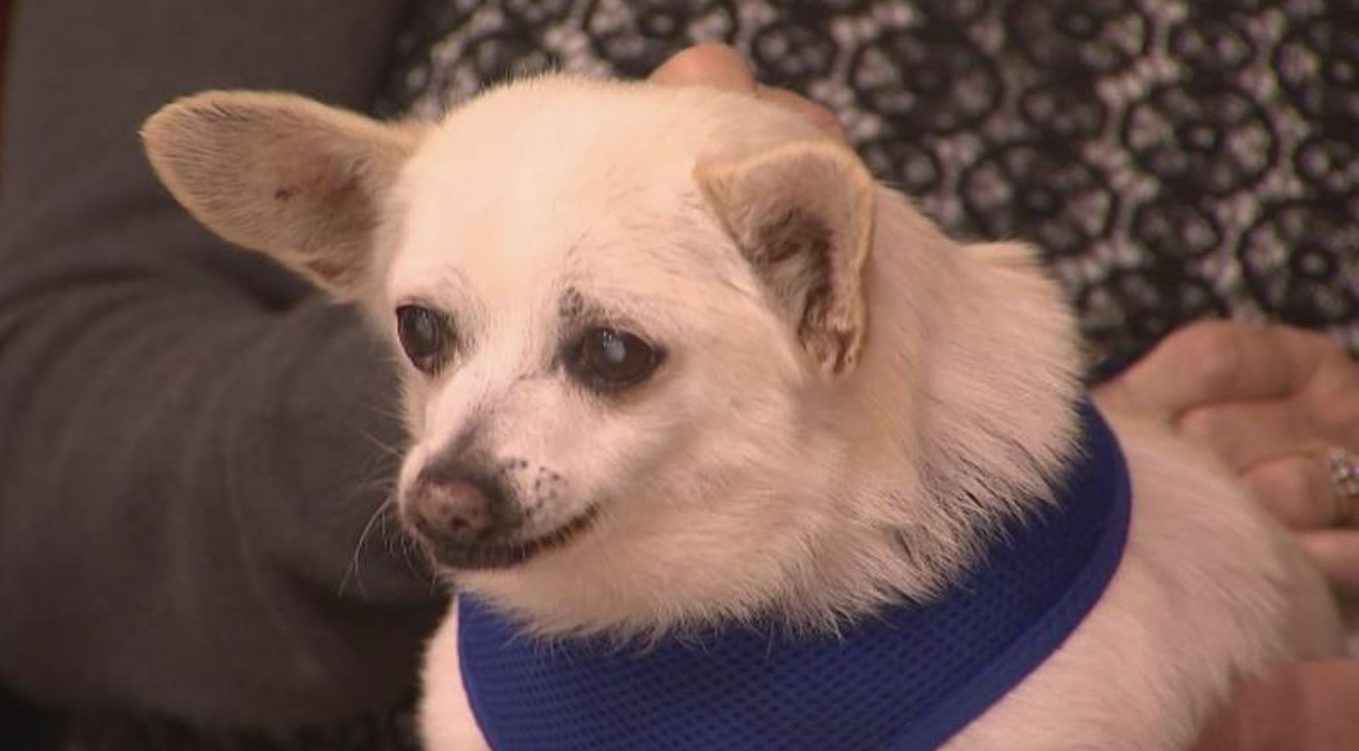 Este chihuahua fez 23 anos e tornou-se no cão mais velho do mundo (e está fresco e fofo)