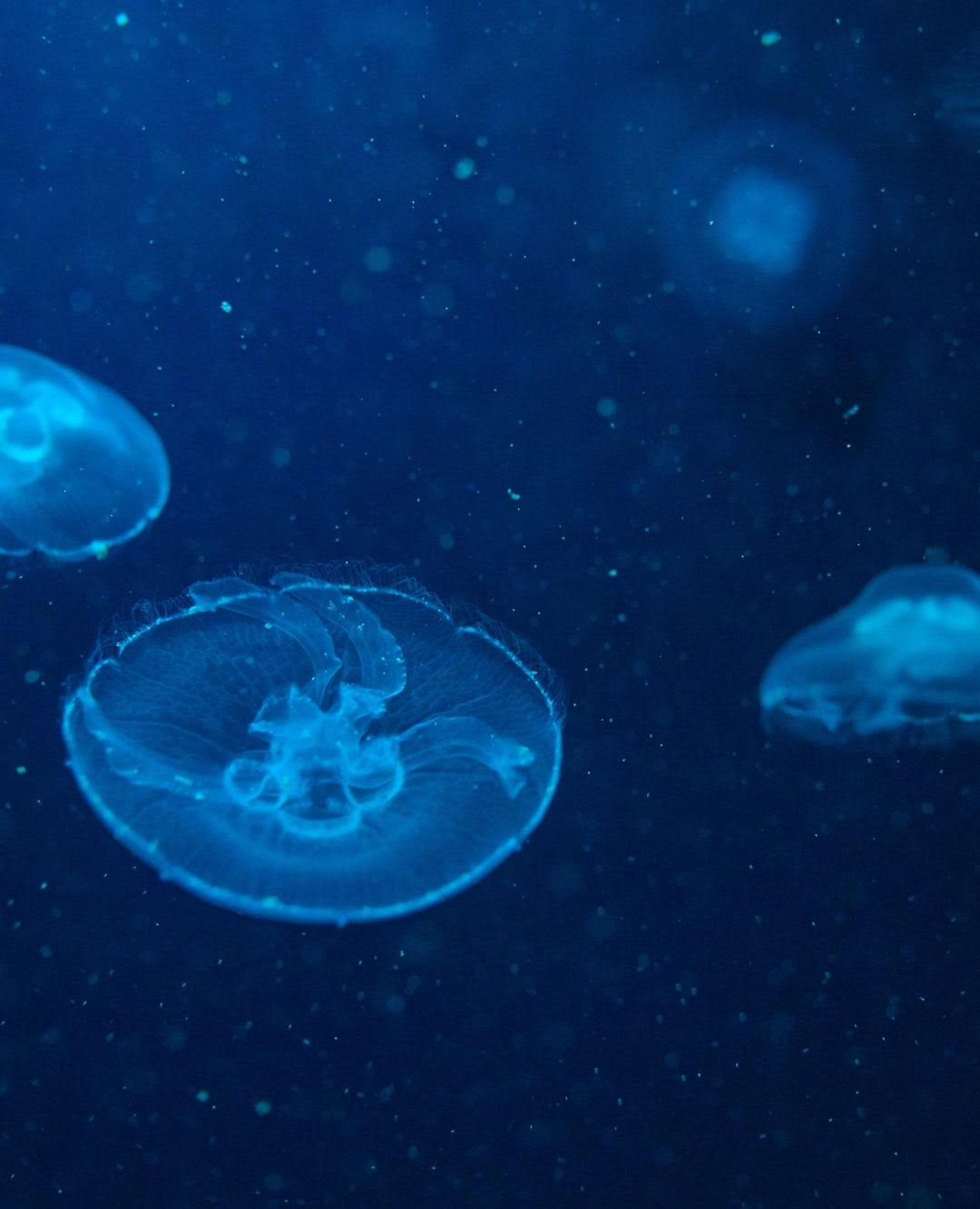 Sem ideias para um pedido de casamento original? O SEA LIFE Porto reabriu e dá-lhe uma ajuda