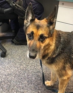 Pastor alemão sobrevive 11 horas em alto mar — e assim ajuda a salvar o dono