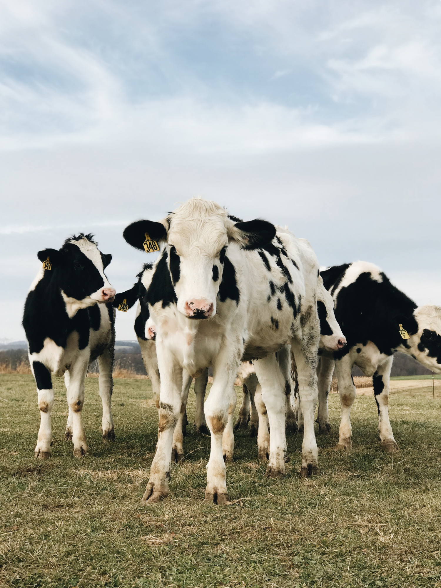 Apenas 60% da vaca é usada para comer. Sabe onde estão os outros 40%?