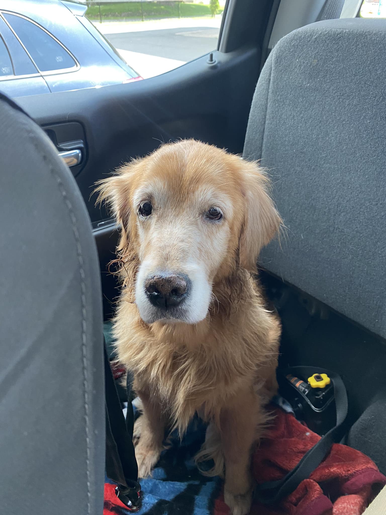 Cadela de 14 anos fica triste depois de ser abandonada. Mas a expressão muda quando encontra novo lar (Vídeo)