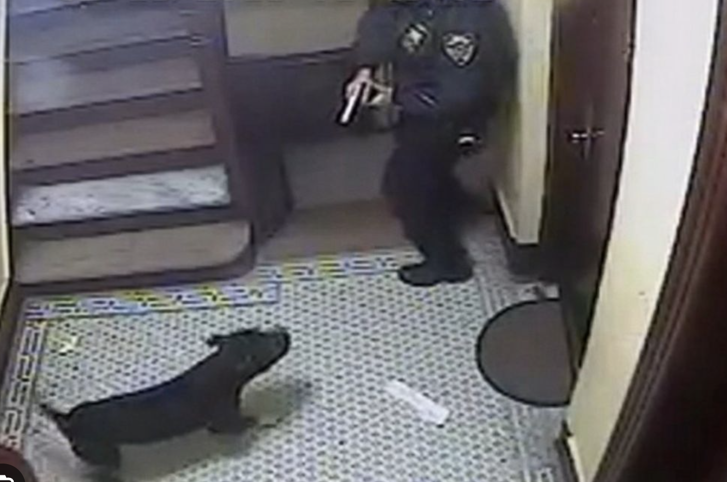 Polícia abate cão a tiro na estação do Parque das Nações. Animal foi atiçado contra os agentes