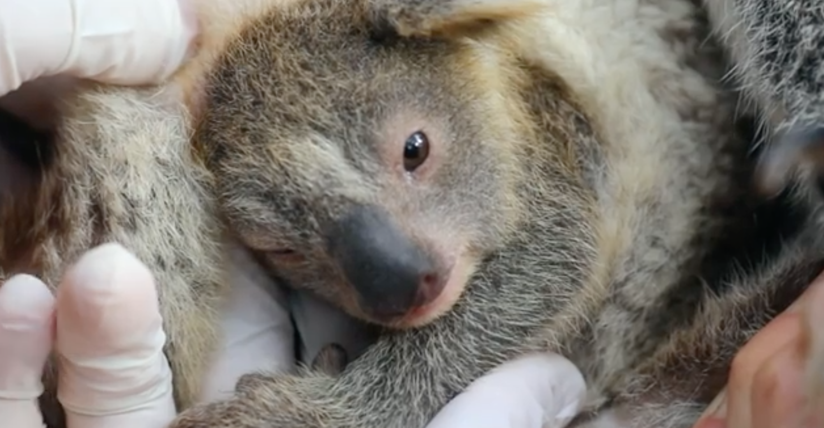 Momento de esperança. Nasceu o primeiro coala na Austrália depois dos incêndios devastadores