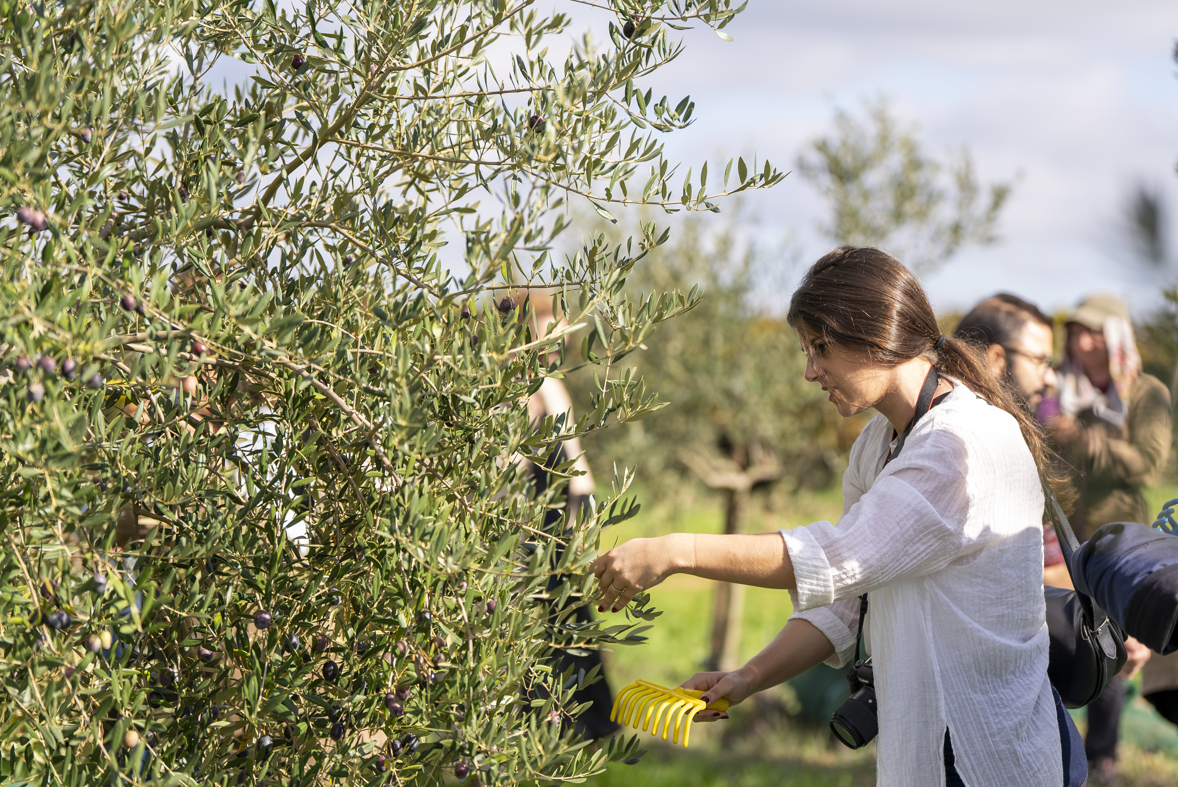 Sempre teve o sonho de saber como se produz o azeite? Vai poder fazê-lo nesta herdade     