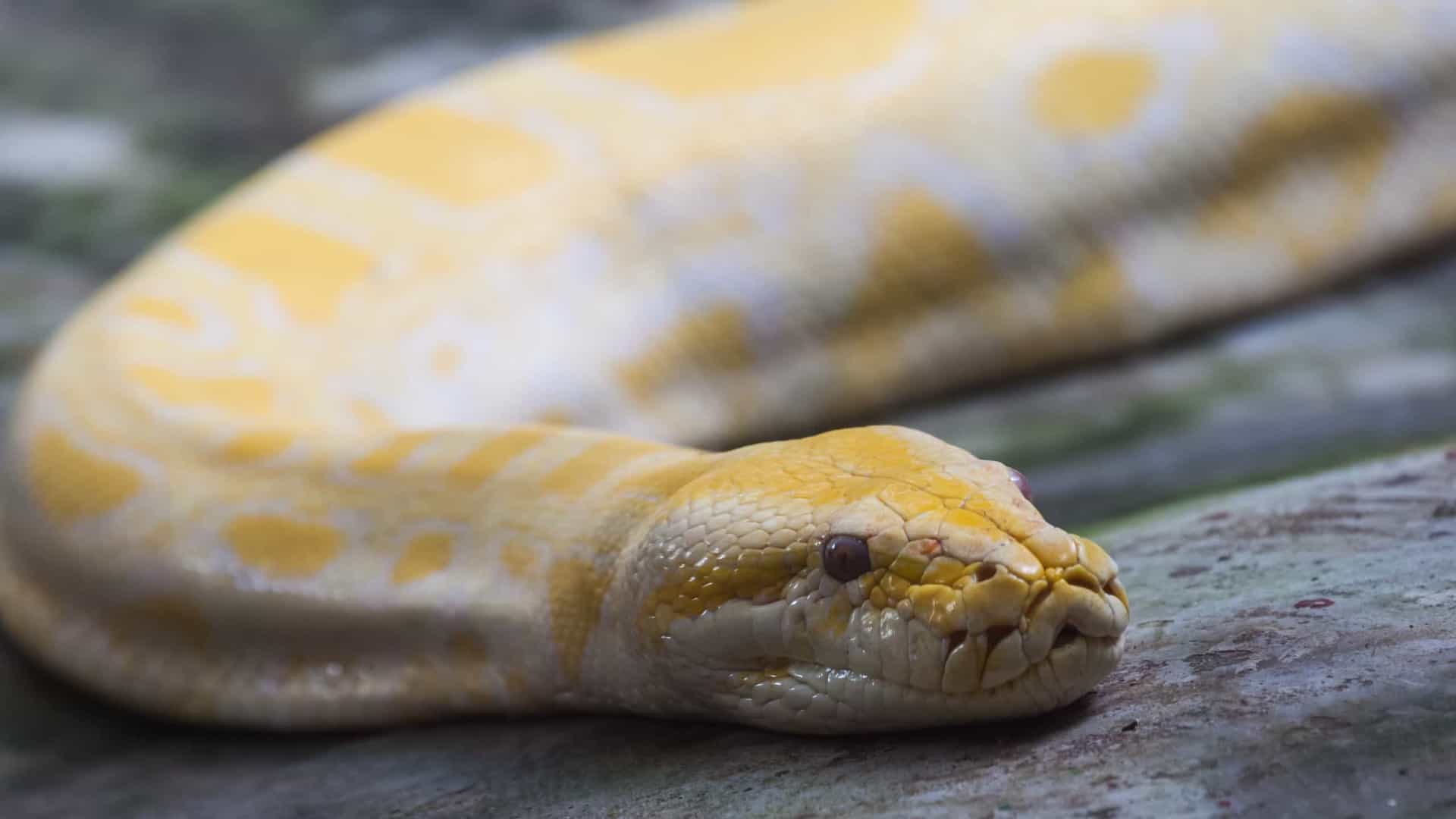 Mulher desaparecida encontrada morta dentro de uma cobra pitão