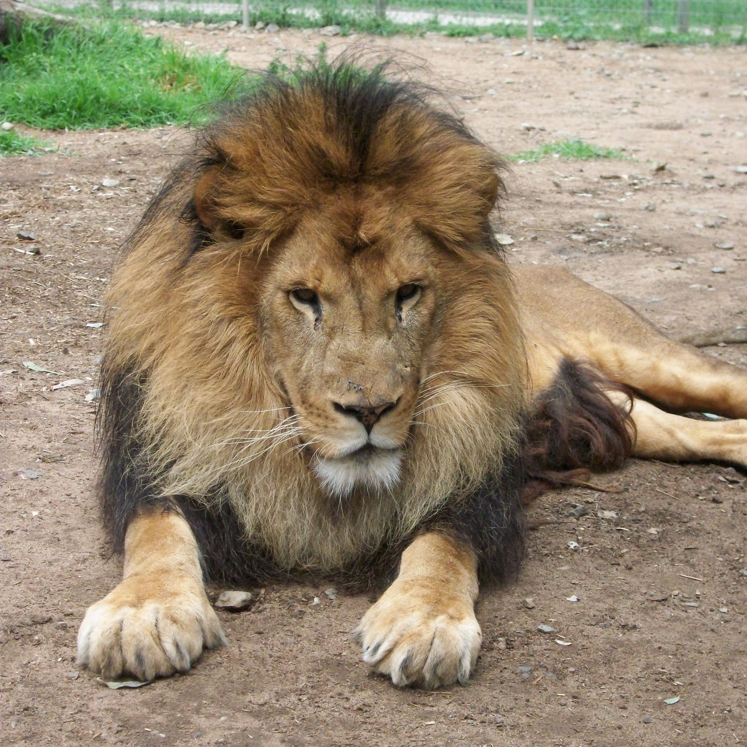 Mulher perde braço depois de ser atacada por leão em zoológico. Vítima encontra-se hospitalizada