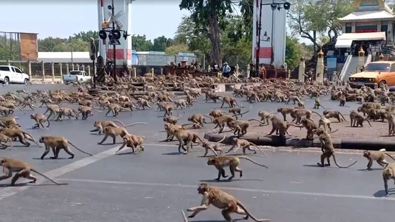 Inacreditável. Tem de ver estas imagens com 3.500 macacos a invadirem o centro de cidade tailandesa