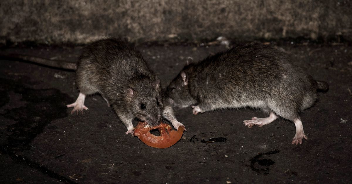 Em Nova Iorque, um homem foi sugado por uma sarjeta na rua e caiu num ninho de ratos