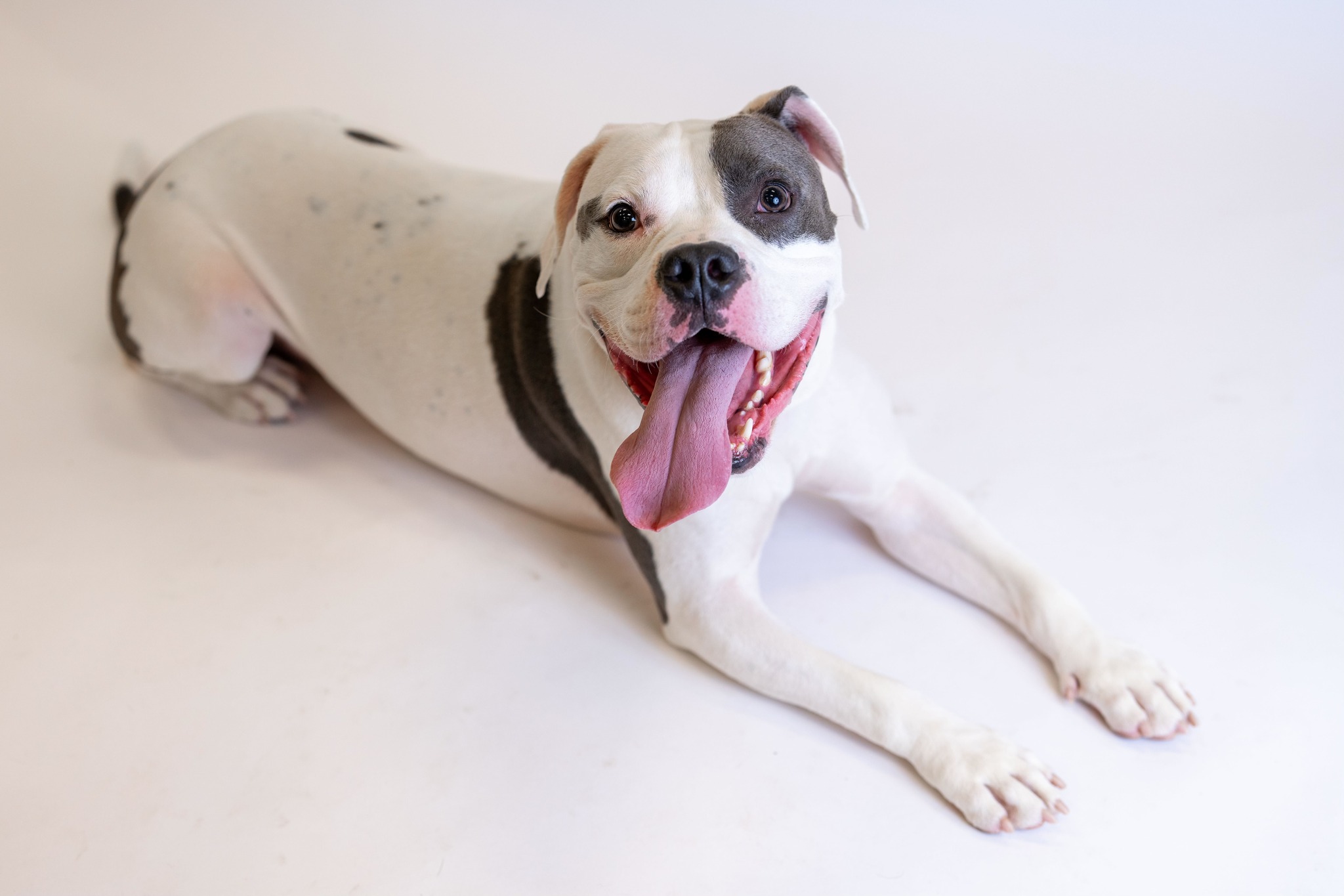 Abrigo de animais fez um evento de adoção. Elvis foi o único a não encontrar um lar