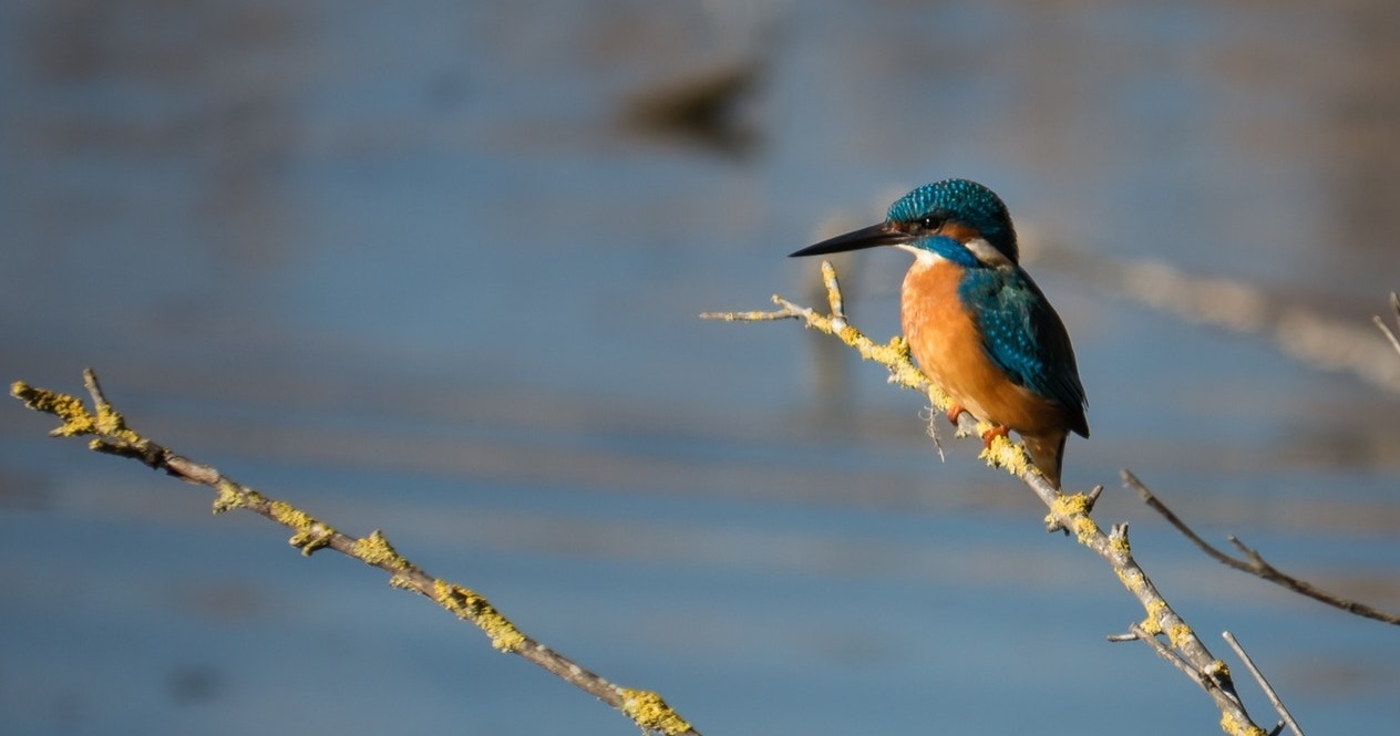 Está bom tempo para observar pássaros e há uma app para isso