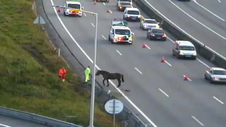 Cuidado: há um cavalo à solta na A1, no sentido Porto-Lisboa