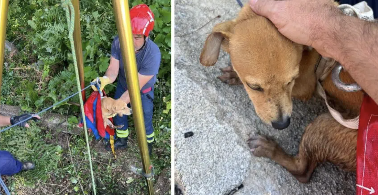 Quatro bombeiros salvam cão que caiu num poço com 6 metros em Arcos de Valdevez