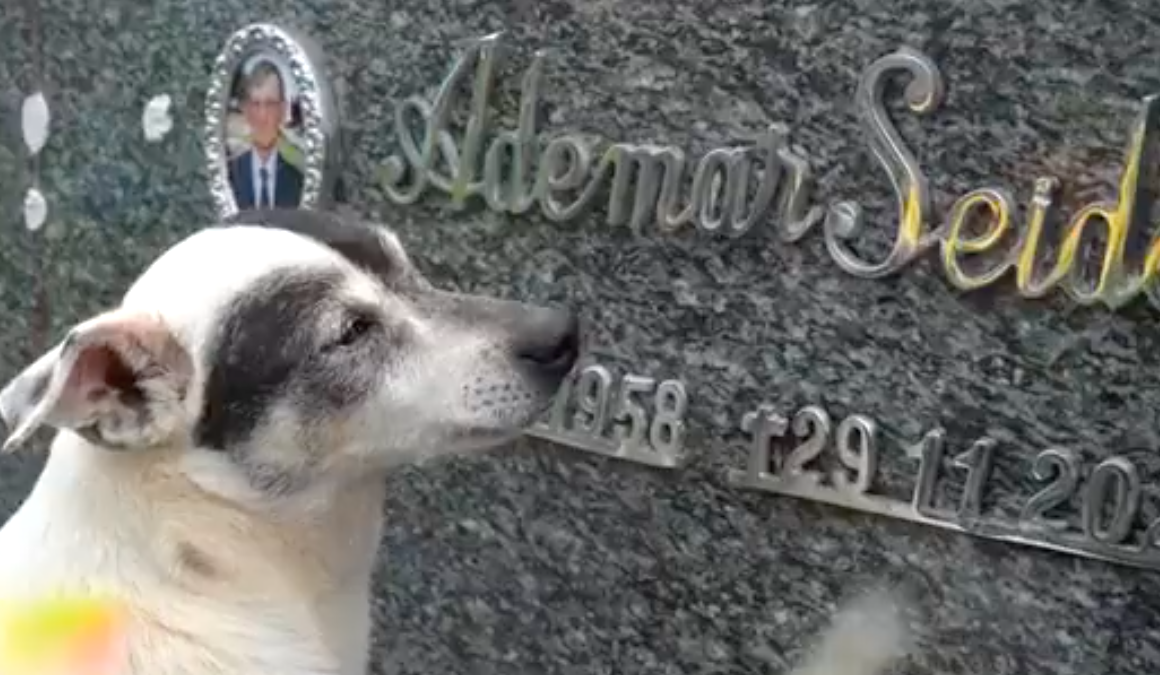 Este cão visita todos os dias a campa do dono, que morreu há 3 anos. Eram uma “dupla inseparável”