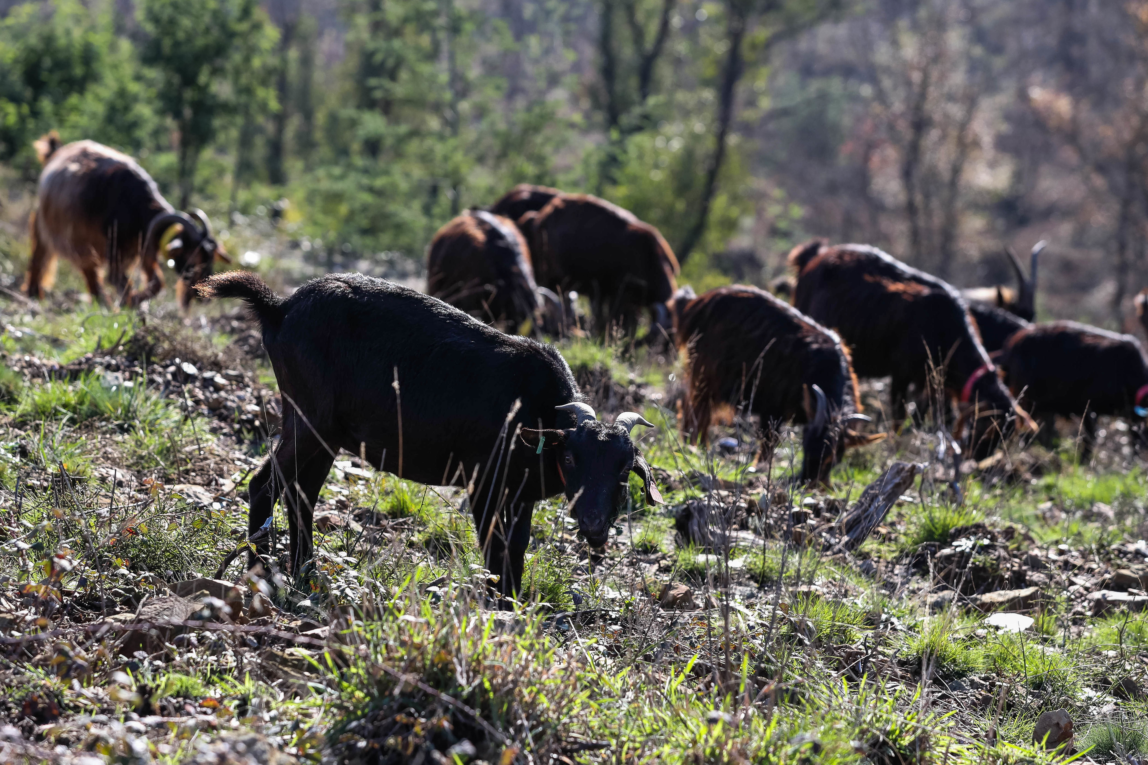 ICNF cria nova medida para cabras sapadoras face à baixa procura do apoio anterior