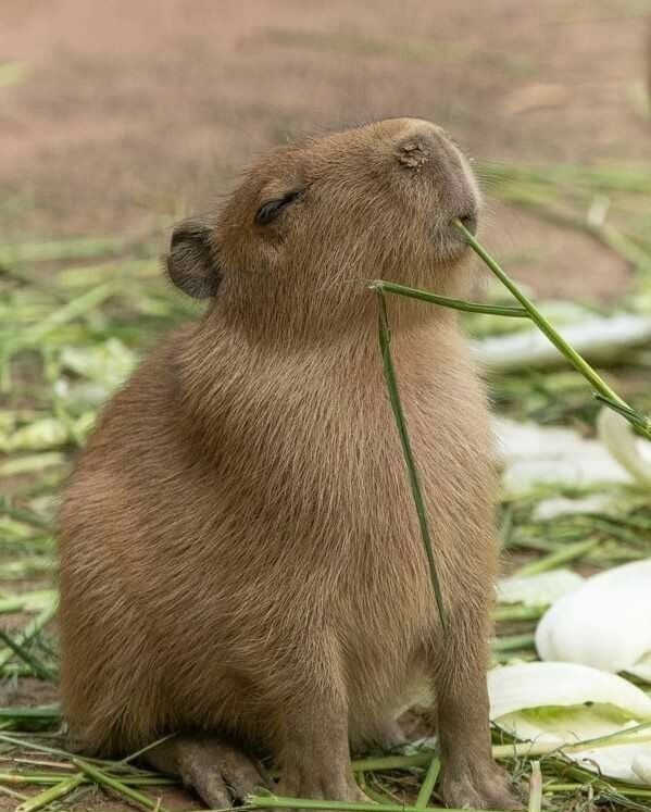 40 fotos que provam que as capivaras são os animais mais fofos do mundo
