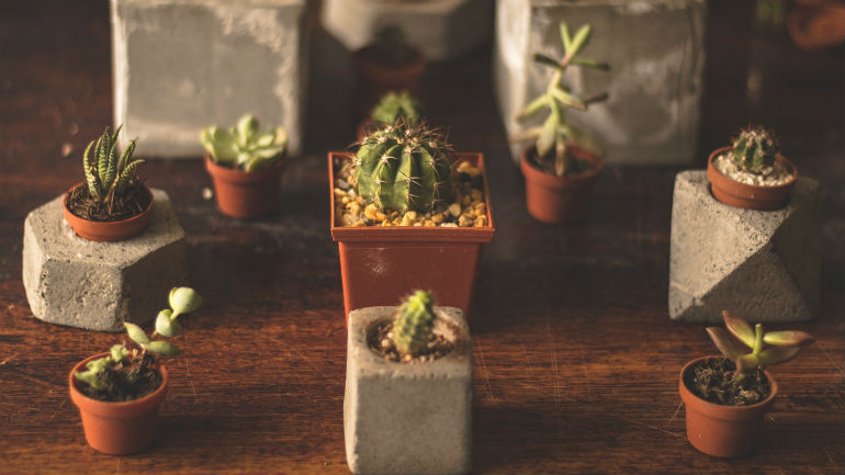 14 plantas mesmo giras para decorar a sua casa