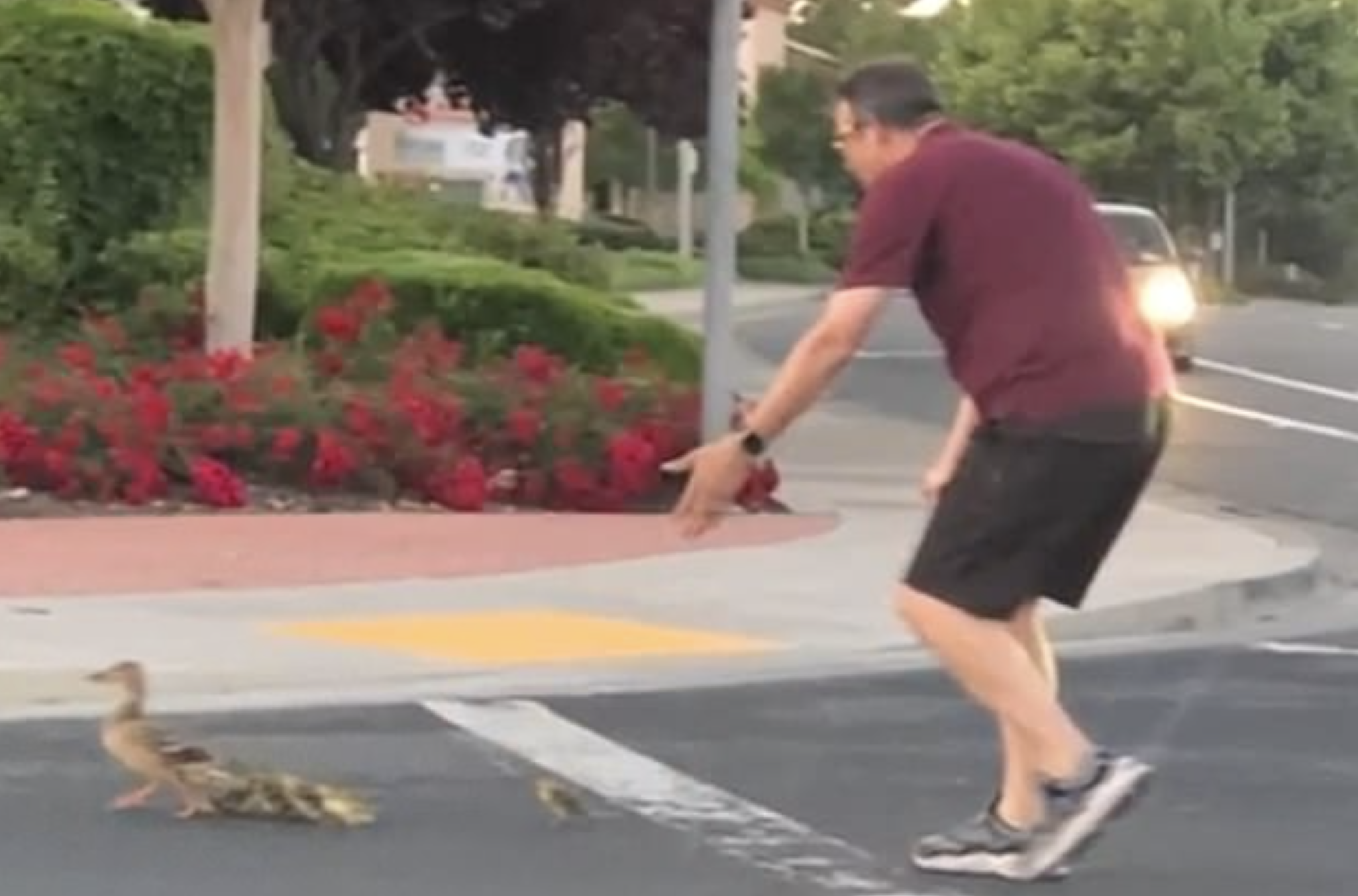 Pai morre atropelado em frente aos filhos quando ajudava uma família de patos a atravessar a estrada